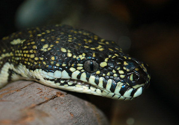 Diamond Python - Morelia spilota Diamond Python - Morelia spilota