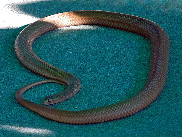 Eastern Brown Snake - Pseudonaja textilis Eastern Brown Snake - Pseudonaja textilis