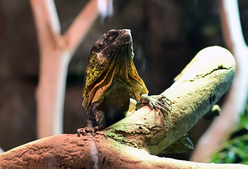 Frilled-necked Lizard - Chlamydosaurus kingii Frilled-necked Lizard - Chlamydosaurus kingii