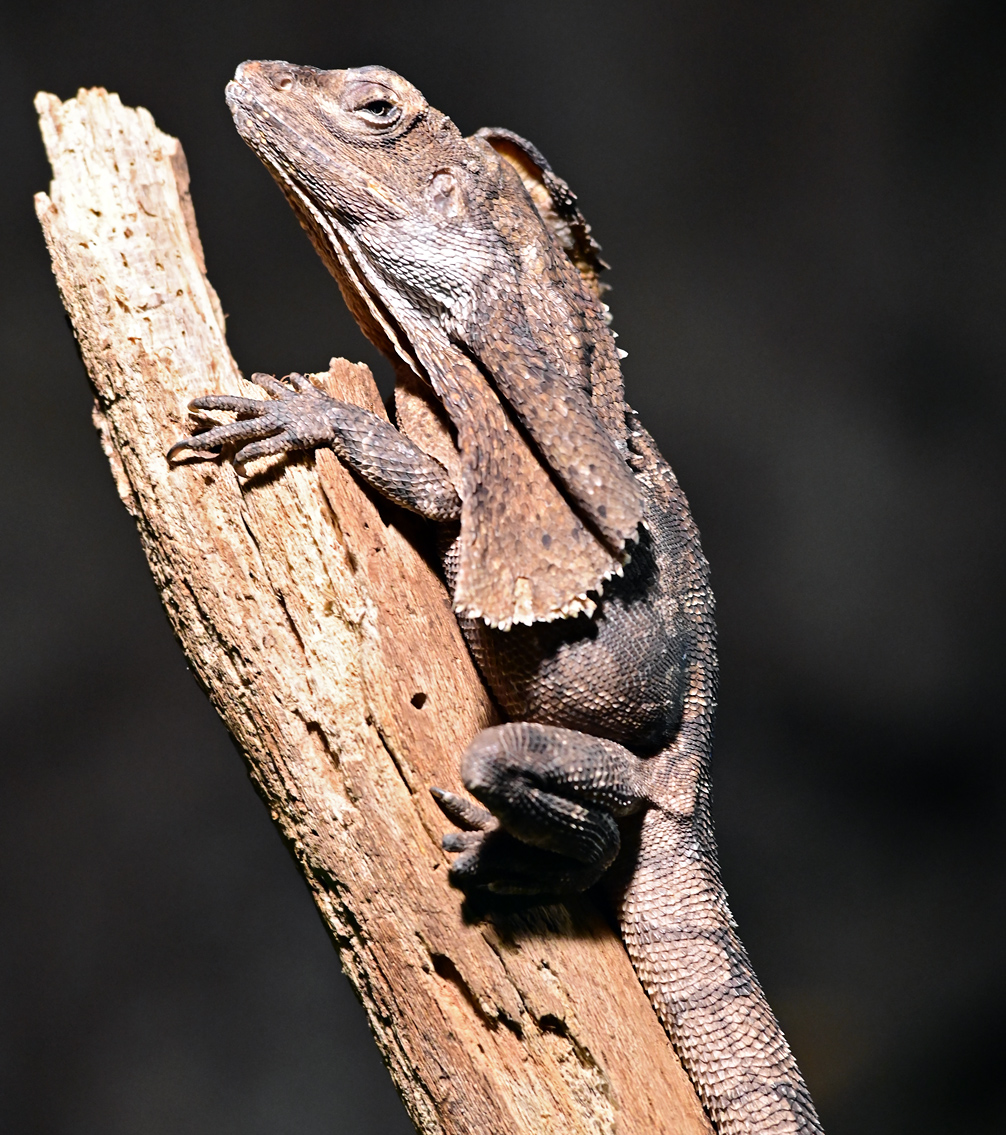 Frilled-necked Lizard - Chlamydosaurus kingii Frilled-necked Lizard - Chlamydosaurus kingii