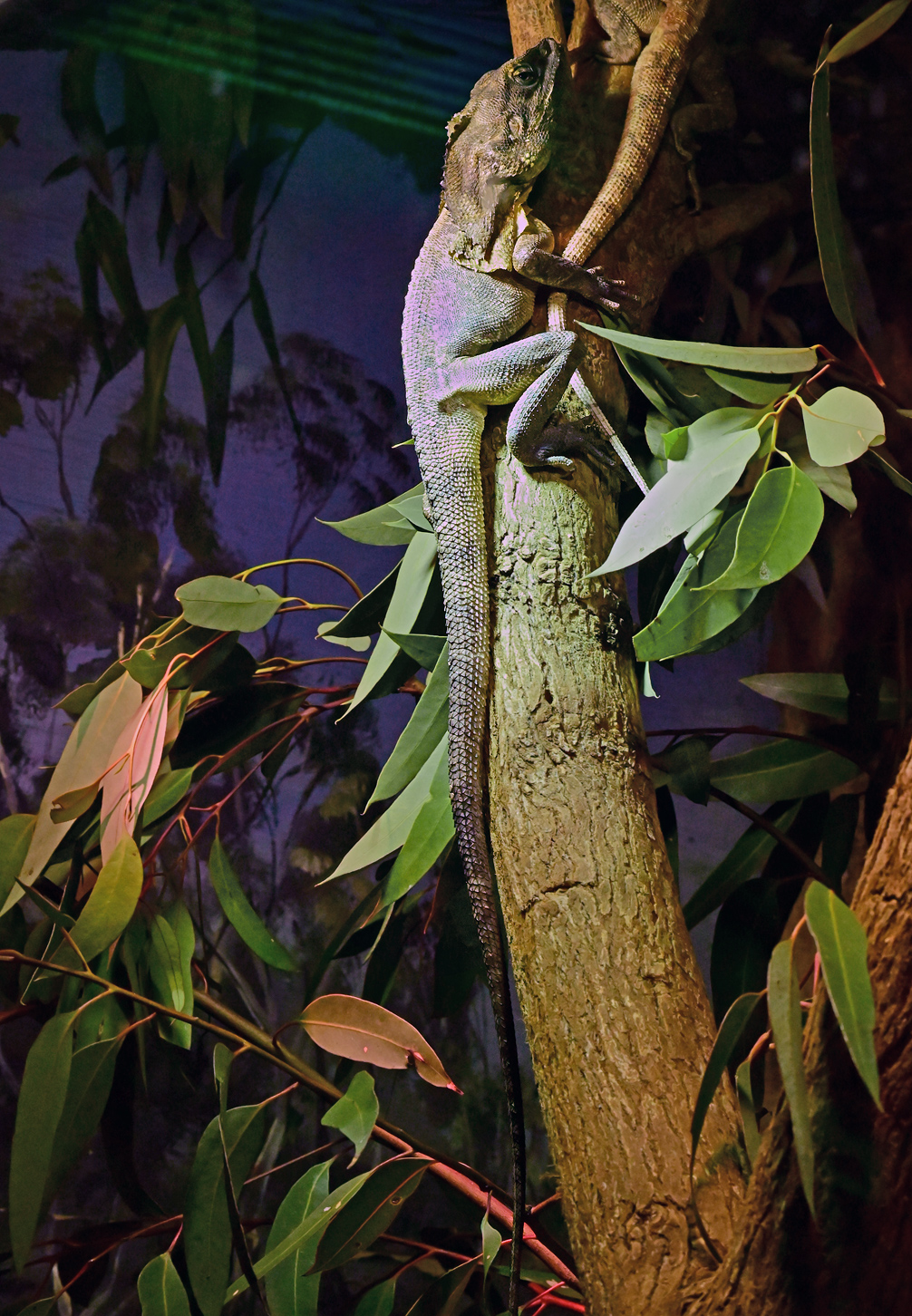 Frilled-necked Lizard - Chlamydosaurus kingii Frilled-necked Lizard - Chlamydosaurus kingii
