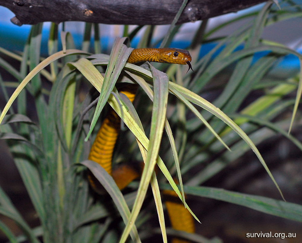 Inland Taipan - Oxyuranus microlepidotus Inland Taipan - Oxyuranus microlepidotus