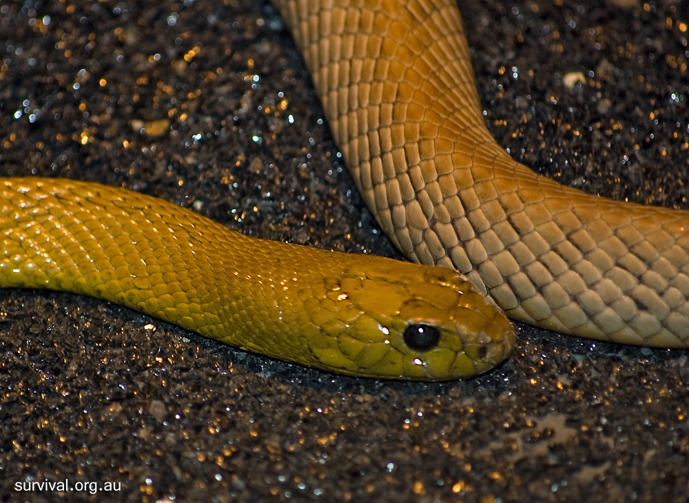Inland Taipan - Oxyuranus microlepidotus Inland Taipan - Oxyuranus microlepidotus