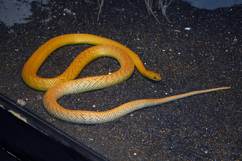 Inland Taipan - Oxyuranus microlepidotus Inland Taipan - Oxyuranus microlepidotus
