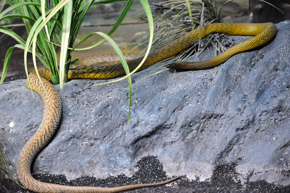 Inland Taipan - Oxyuranus microlepidotus Inland Taipan - Oxyuranus microlepidotus