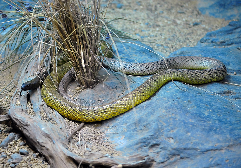 Inland Taipan - Oxyuranus microlepidotus Inland Taipan - Oxyuranus microlepidotus