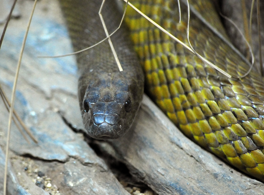 Inland Taipan - Oxyuranus microlepidotus Inland Taipan - Oxyuranus microlepidotus
