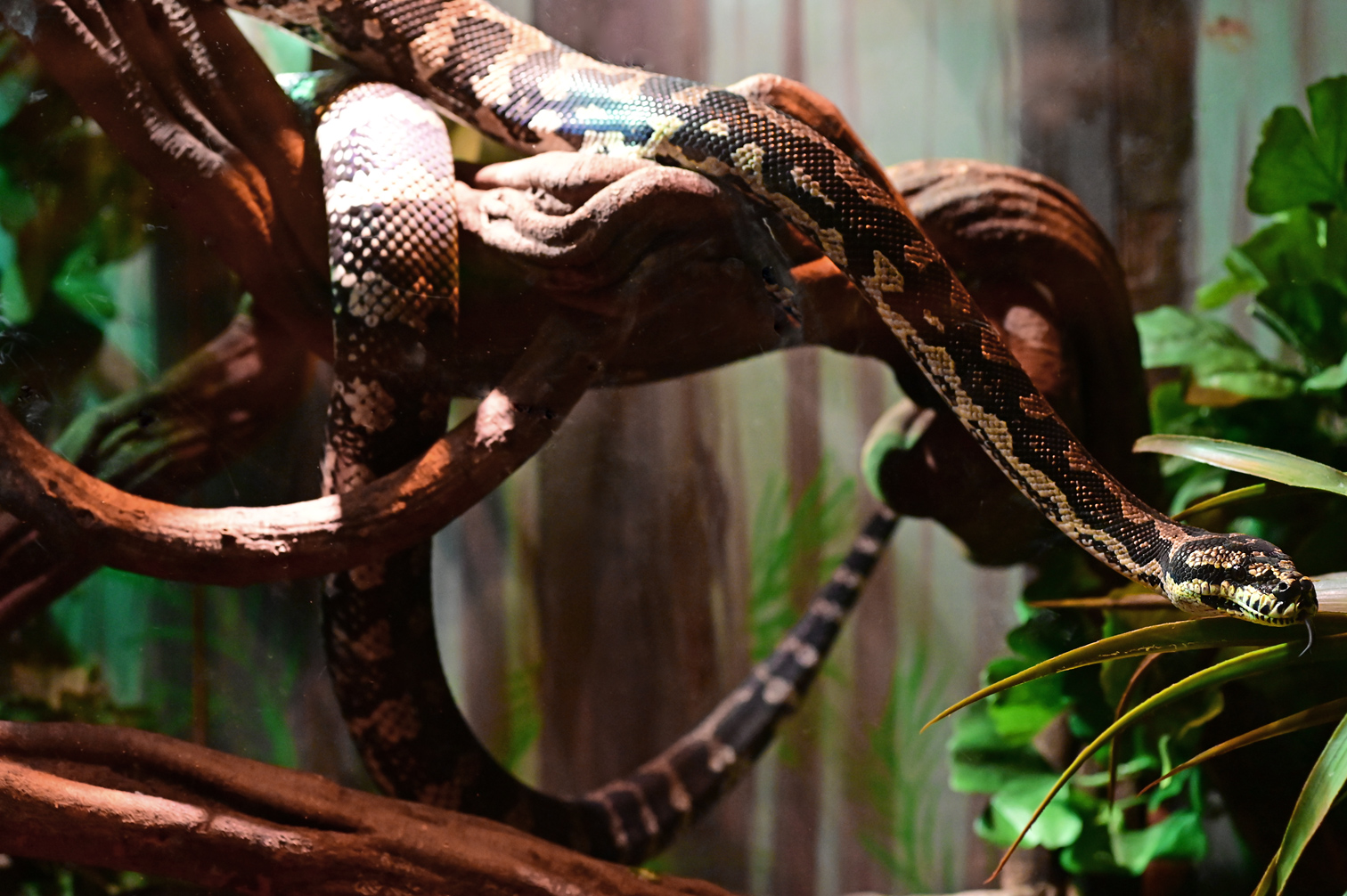 Jungle Python - Morelia spilota cheyni Jungle Python - Morelia spilota cheyni