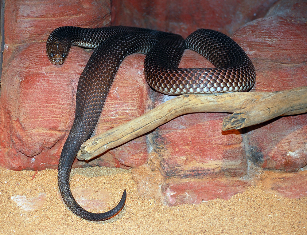King Brown Snake - Pseudechis australis King Brown Snake - Pseudechis australis