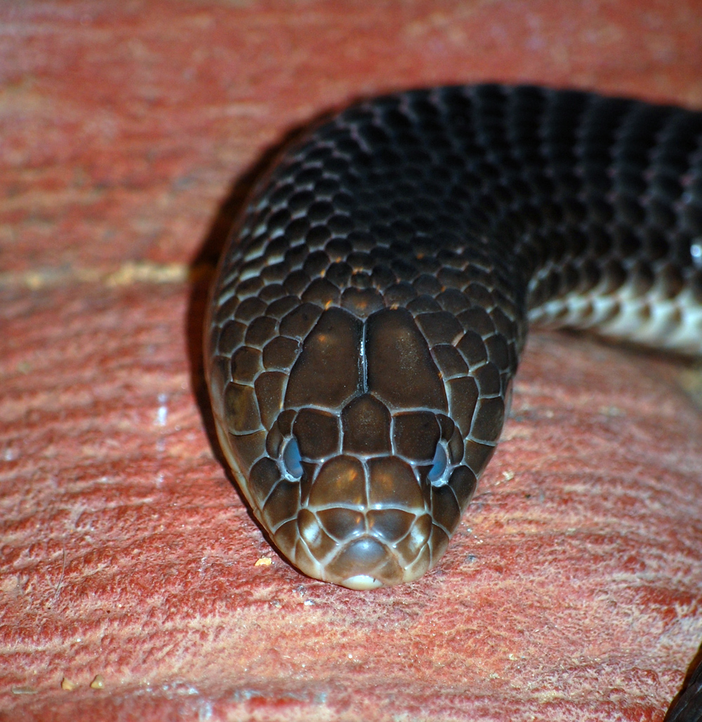 King Brown Snake - Pseudechis australis King Brown Snake - Pseudechis australis