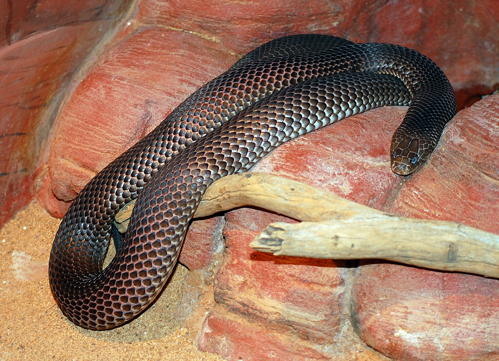King Brown Snake - Pseudechis australis King Brown Snake - Pseudechis australis