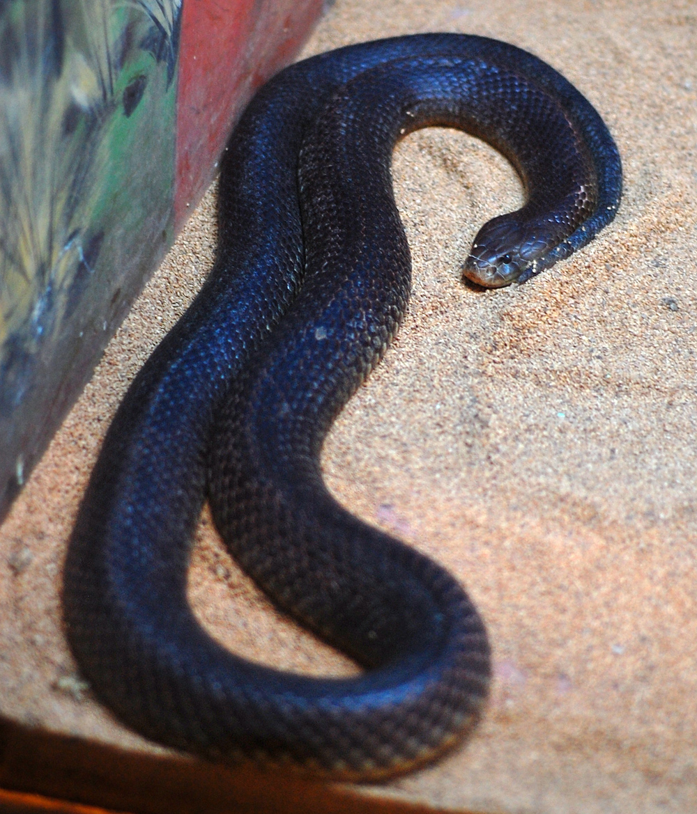 King Brown Snake - Pseudechis australis King Brown Snake - Pseudechis australis