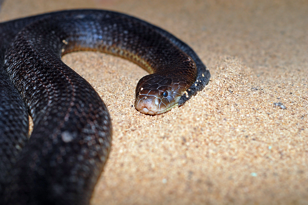 King Brown Snake - Pseudechis australis King Brown Snake - Pseudechis australis