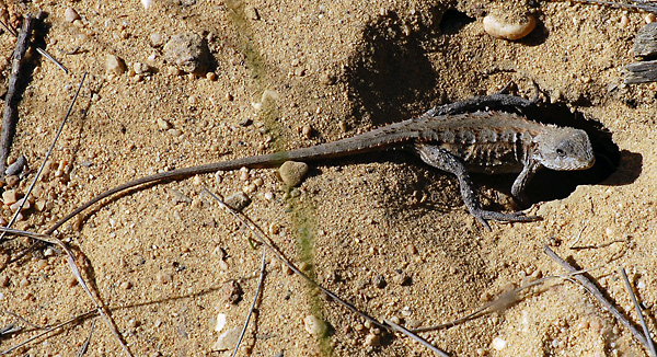 Mountain Dragon - Tympanocryptis diemensis Mountain Dragon - Tympanocryptis diemensis
