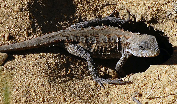 Mountain Dragon - Tympanocryptis diemensis Mountain Dragon - Tympanocryptis diemensis