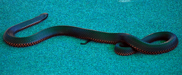 Red-bellied Black Snake - Pseudechis porphyriacus Red-bellied Black Snake - Pseudechis porphyriacus