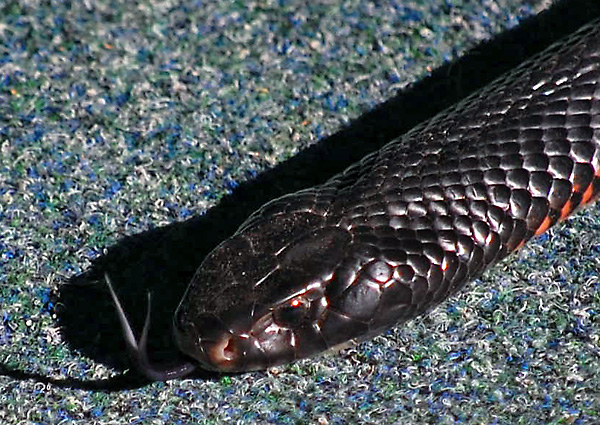 Red-bellied Black Snake - Pseudechis porphyriacus Red-bellied Black Snake - Pseudechis porphyriacus