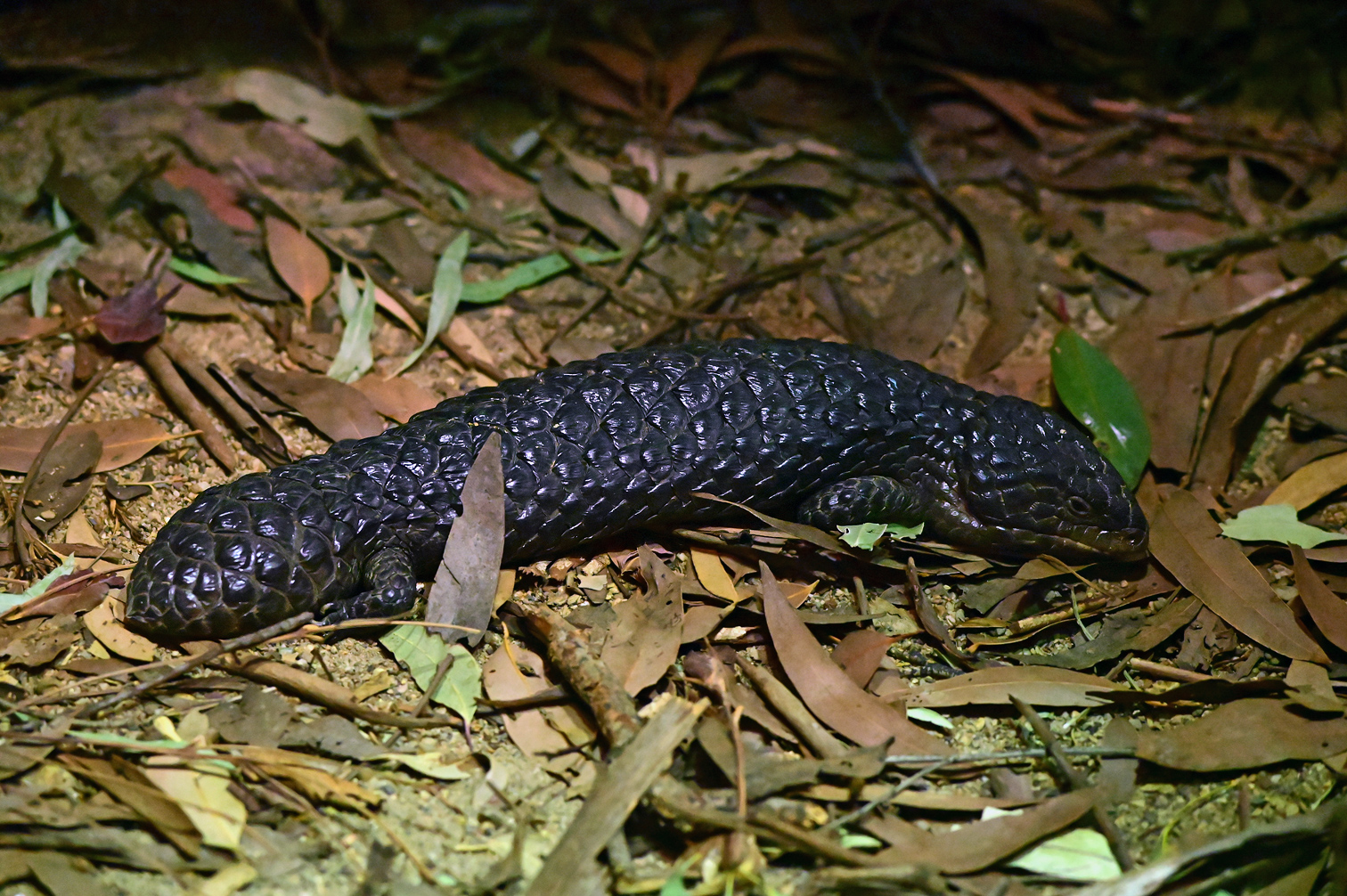Shingleback - Tiliqua rugosa Shingleback - Tiliqua rugosa