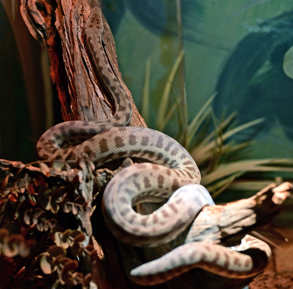 Stimson's Python - Antaresia stimsoni Stimson's Python - Antaresia stimsoni