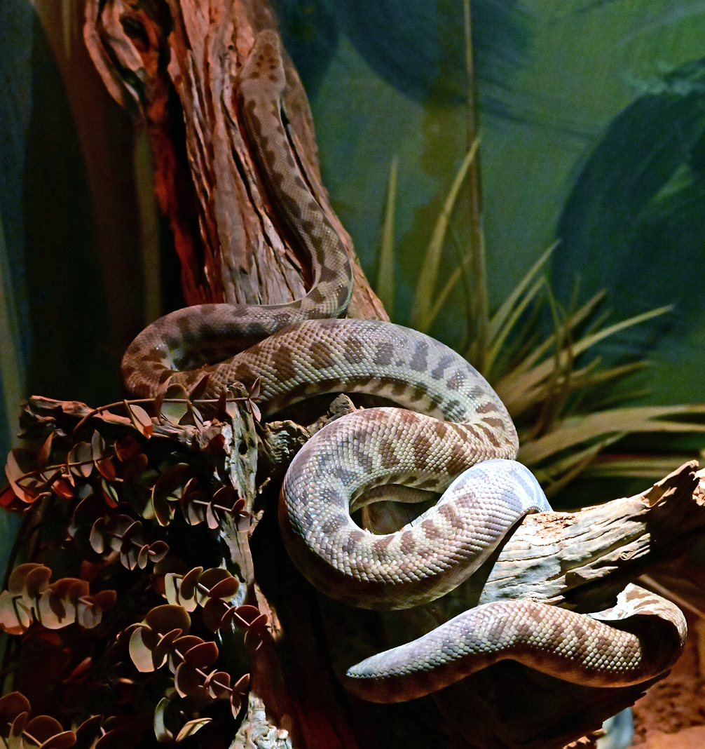 Stimson's Python - Antaresia stimsoni Stimson's Python - Antaresia stimsoni