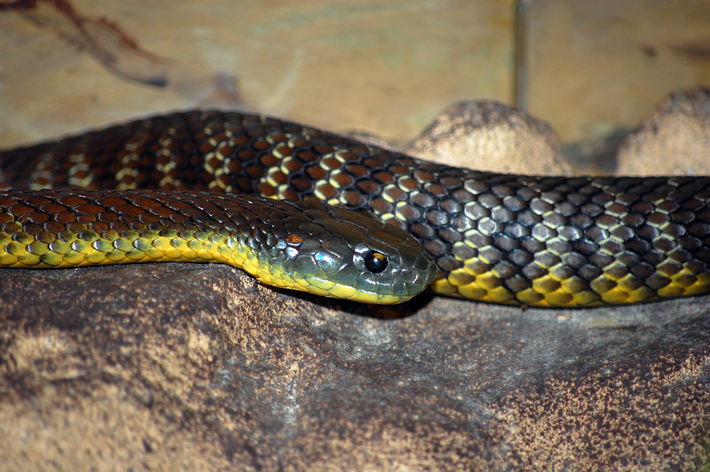 Tiger Snake - Notechis scutatus Tiger Snake - Notechis scutatus