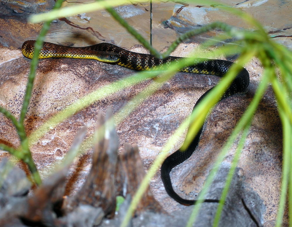 Tiger Snake - Notechis scutatus Tiger Snake - Notechis scutatus