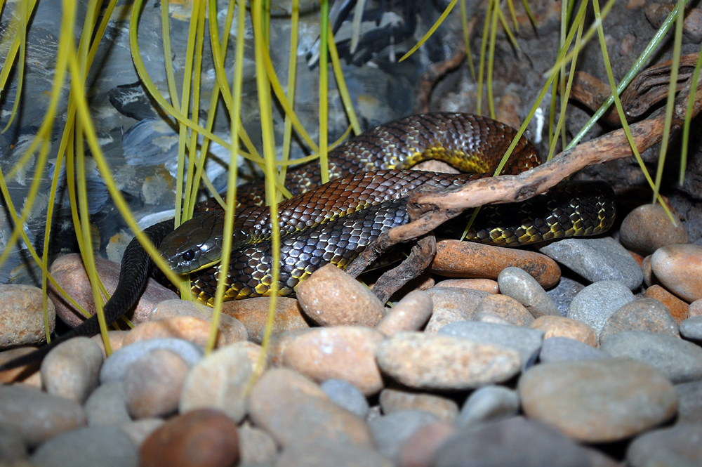 Tiger Snake - Notechis scutatus Tiger Snake - Notechis scutatus