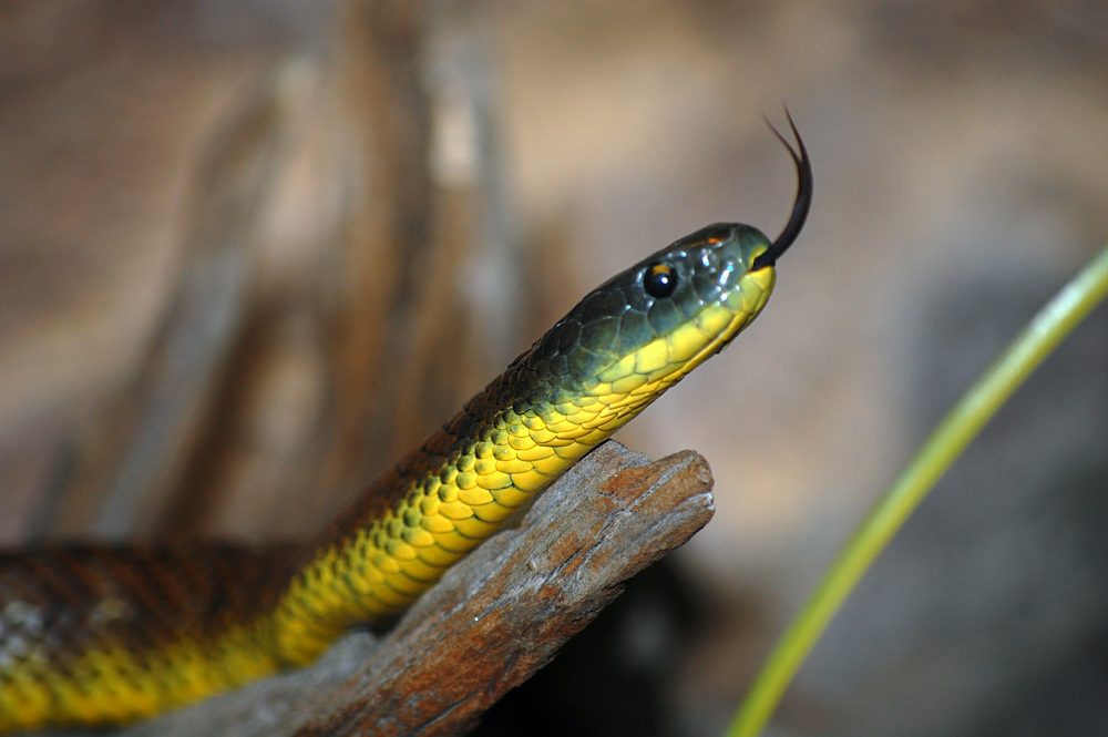 Tiger Snake - Notechis scutatus Tiger Snake - Notechis scutatus