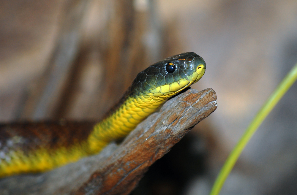 Tiger Snake - Notechis scutatus Tiger Snake - Notechis scutatus