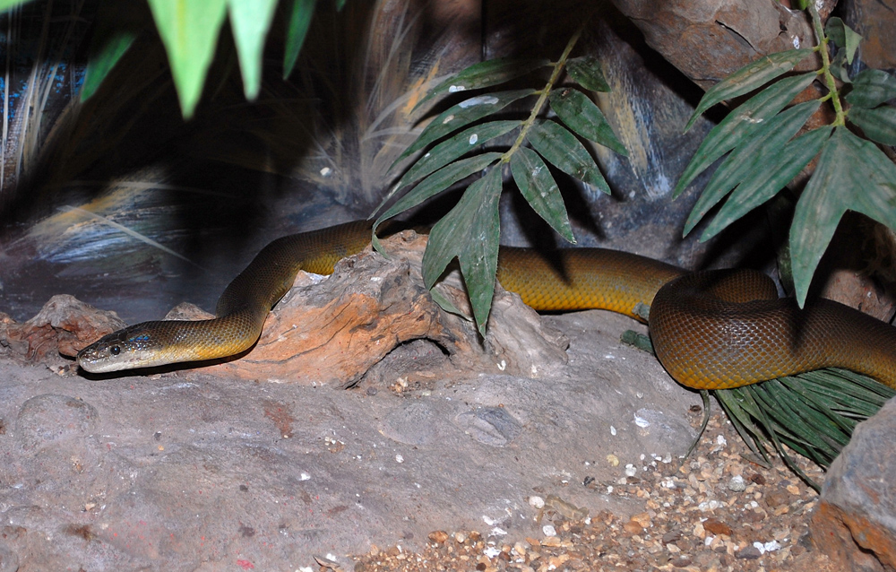 Water Python - Liasis mackloti Water Python - Liasis mackloti