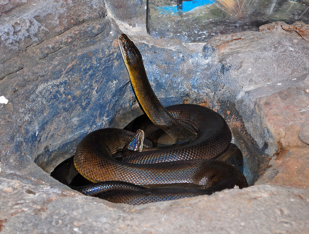 Water Python - Liasis mackloti Water Python - Liasis mackloti