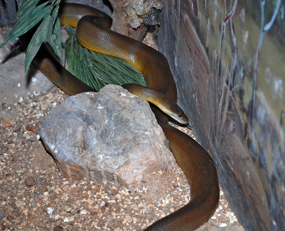 Water Python - Liasis mackloti Water Python - Liasis mackloti