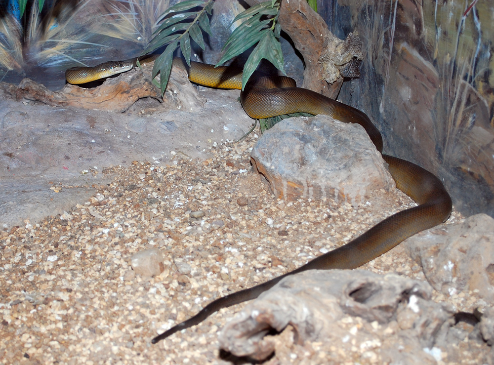 Water Python - Liasis mackloti Water Python - Liasis mackloti