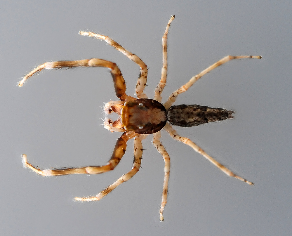 Australian Bronze Jumping Spider - Helpis minitabunda Australian Bronze Jumping Spider - Helpis minitabunda