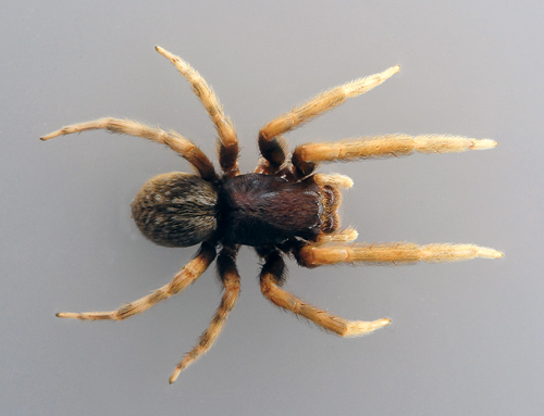Black House Spider - Badumna insignis - Australian Spiders and their Faces Black House Spider - Badumna insignis - Australian Spiders and their Faces