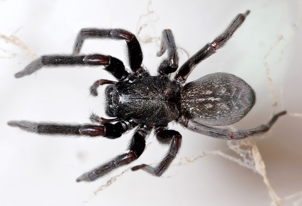 Black House Spider - Badumna insignis Black House Spider - Badumna insignis
