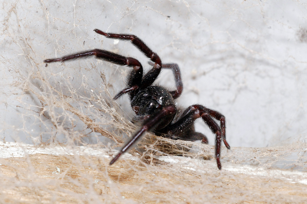 Black House Spider - Badumna insignis Black House Spider - Badumna insignis