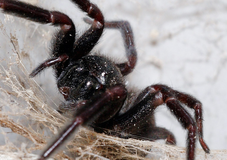 Black House Spider - Badumna insignis Black House Spider - Badumna insignis