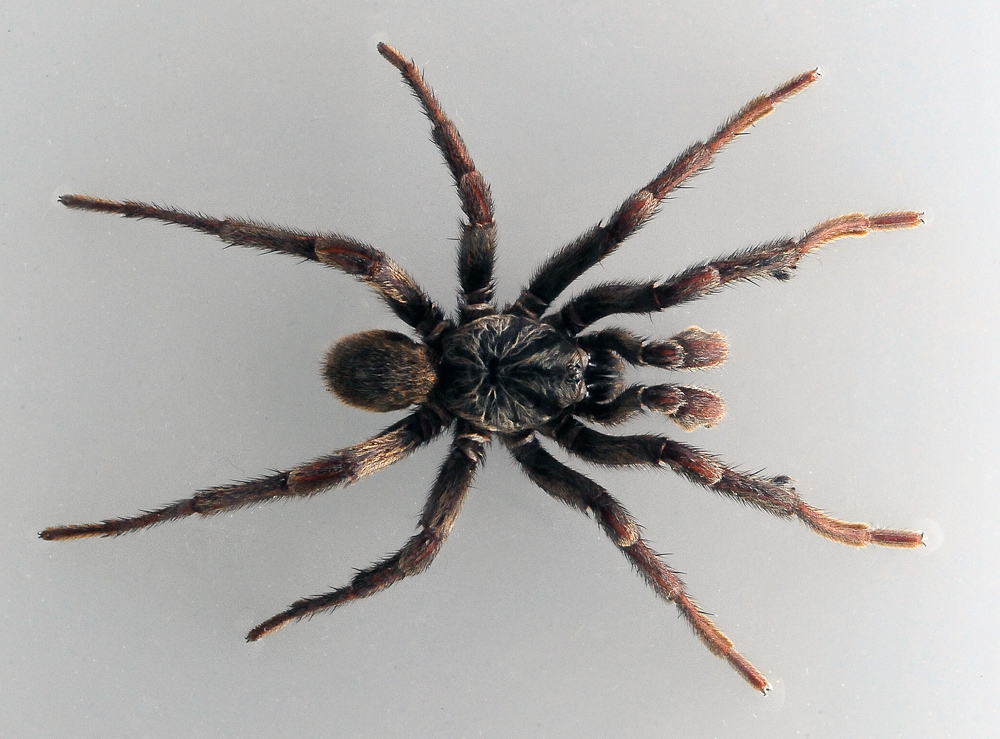 Australian Spider Quiz, Question 4 - Can you identify this spider?