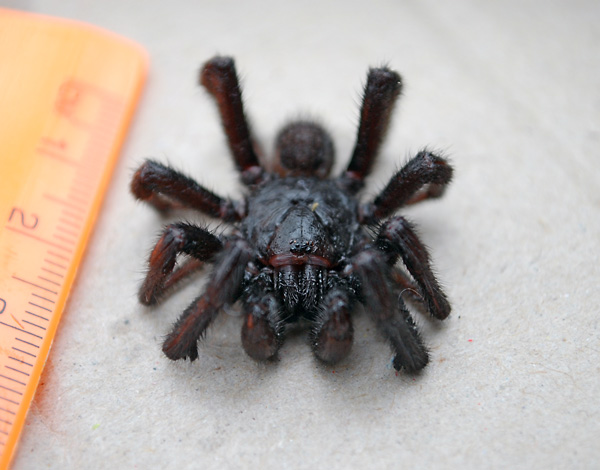 Brown Trapdoor Spider - Misgolas Brown Trapdoor Spider - Misgolas
