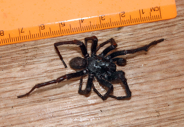 Brown Trapdoor Spider - Misgolas Brown Trapdoor Spider - Misgolas
