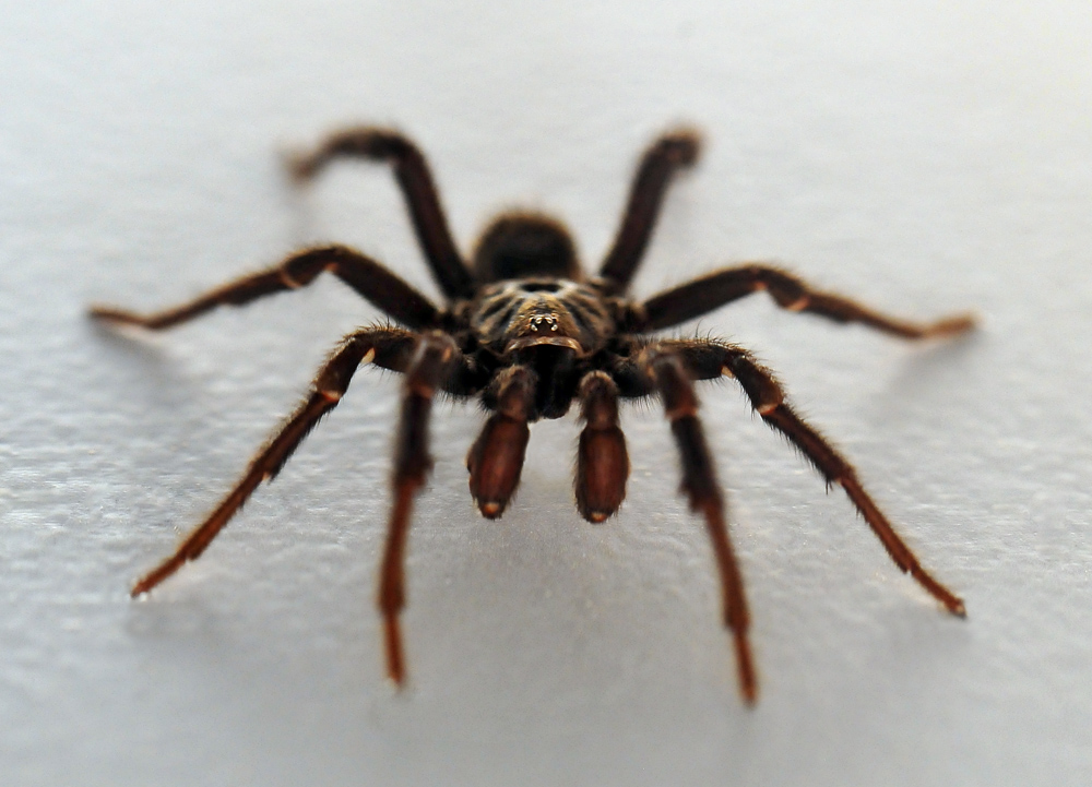Brown Trapdoor Spider - Misgolas Brown Trapdoor Spider - Misgolas