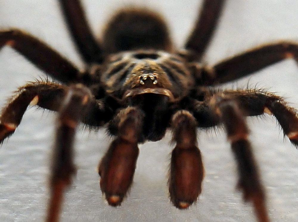 Brown Trapdoor Spider - Misgolas Brown Trapdoor Spider - Misgolas