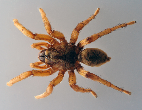 Brush-Footed Trapdoor Spider - Maybe Idiommata Sp. - Australian Spiders and their Faces Brush-Footed Trapdoor Spider - Maybe Idiommata Sp. - Australian Spiders and their Faces