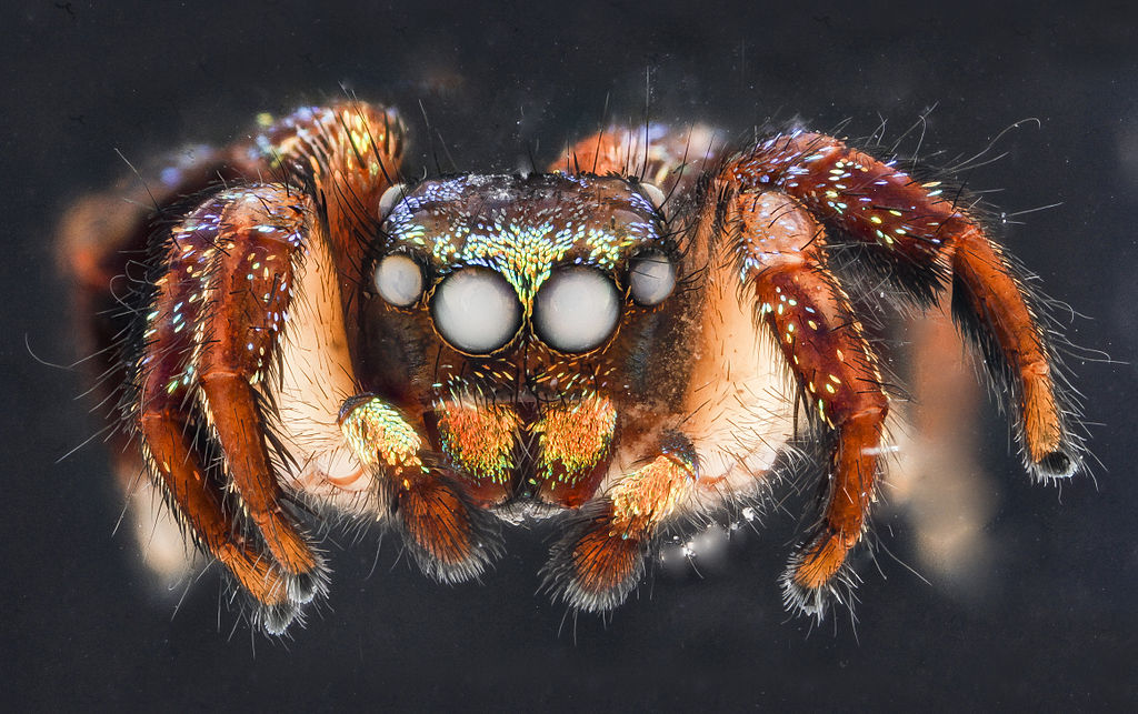 Christmas Lights Jumping Spider from the Dominican Republic, species unknown, but surprisingly marked with fluorescent scales. Australian Bronze Jumping Spider - Helpis minitabunda