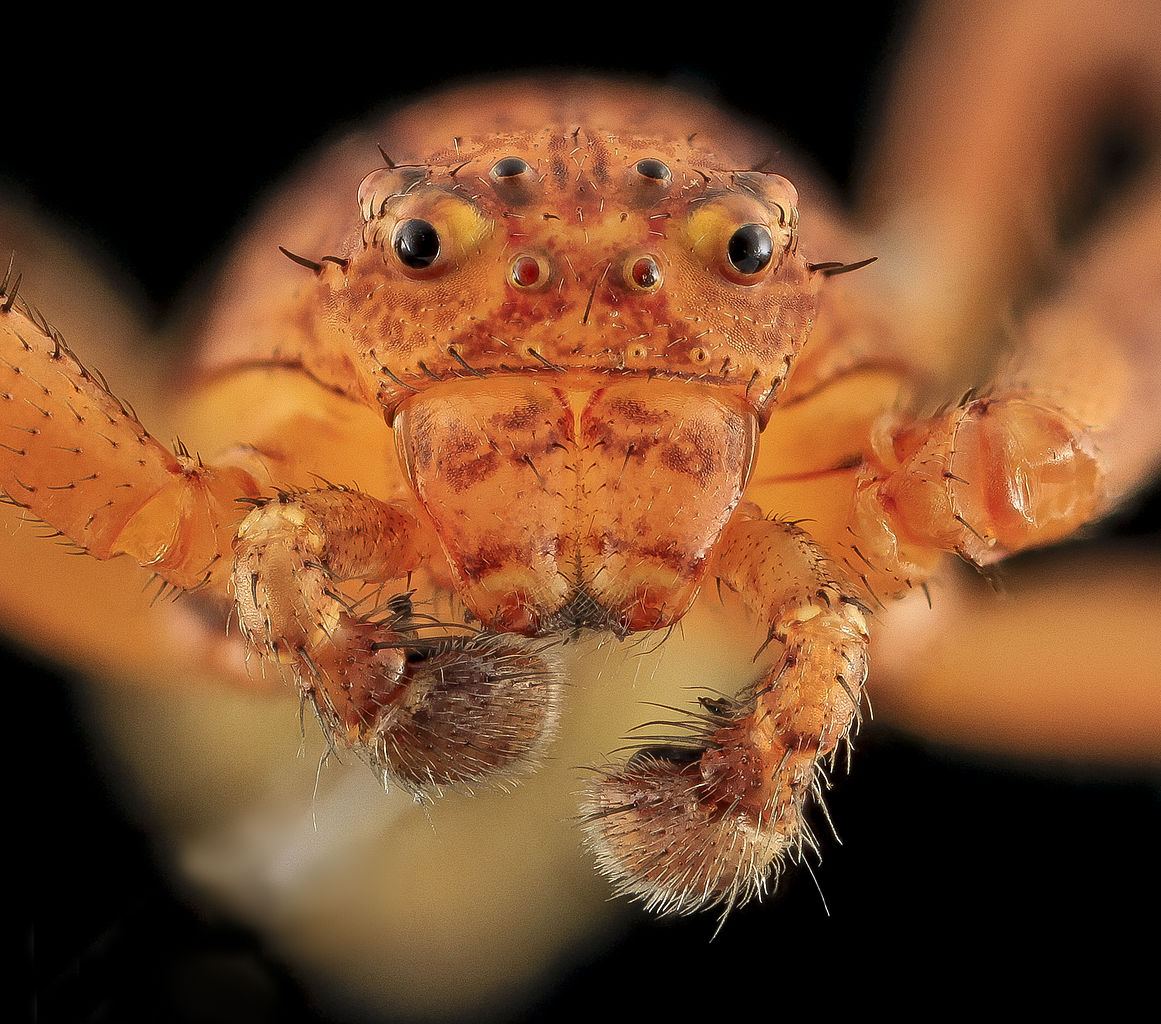 An unknown crab spider (family Thomisidae) or perhaps running crab spider (family Philodromidae). Beltsville, Maryland, USA. Flower Spider - Australomisidia cruentata (previously Diaea cruentata).