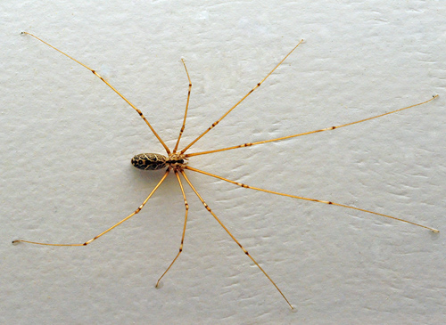 Daddy Long Legs Spider - Pholcidae family - Australian Spiders and their Faces Daddy Long Legs Spider - Pholcidae family - Australian Spiders and their Faces