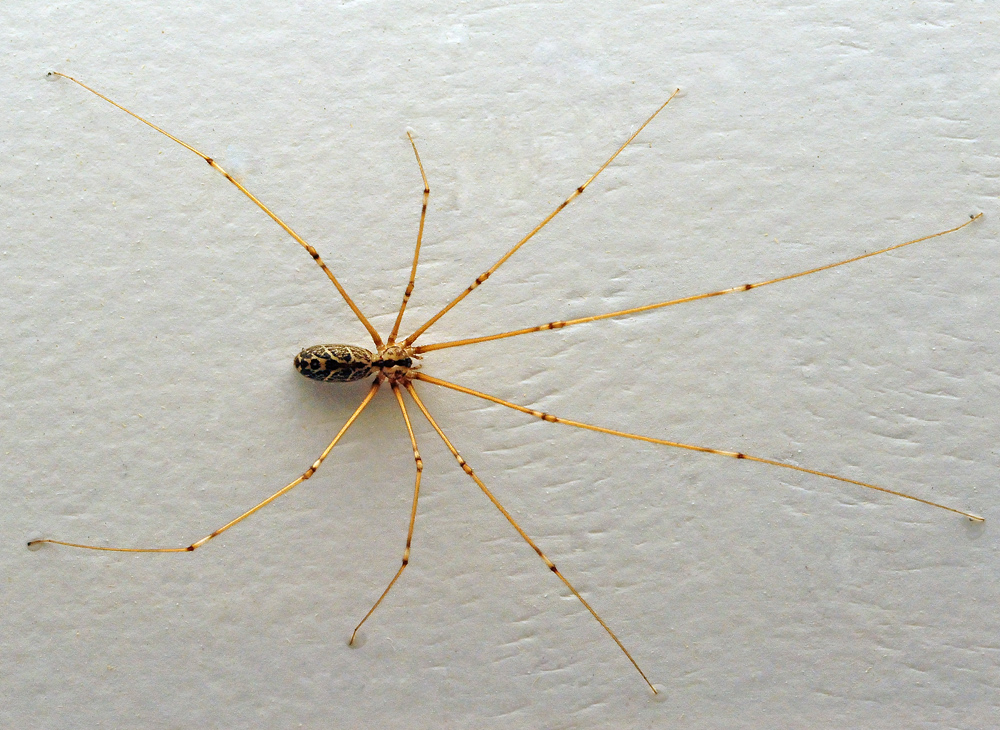 Daddy Long Legs Spider - Pholcidae family Daddy Long Legs Spider - Pholcidae family