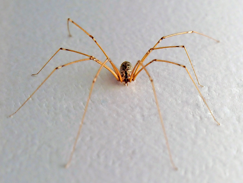 Daddy Long Legs Spider - Pholcidae family Daddy Long Legs Spider - Pholcidae family