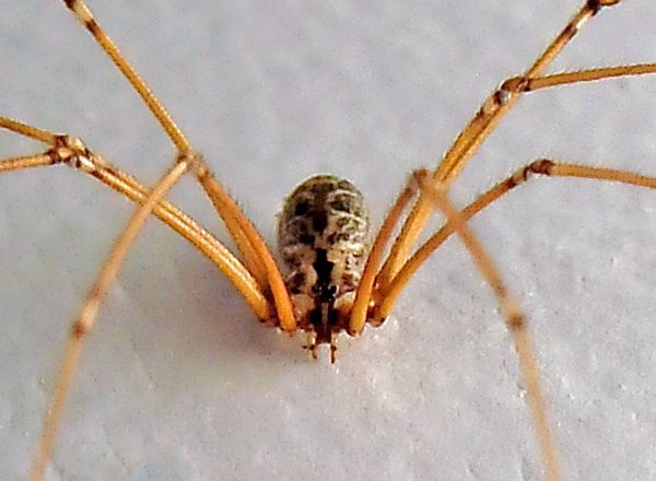 Daddy Long Legs Spider - Pholcidae family Daddy Long Legs Spider - Pholcidae family